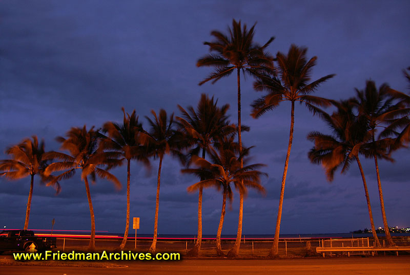 Hawaii Images / Palm Trees