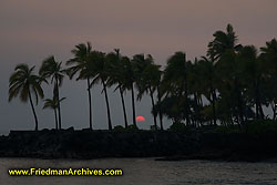 Palm Tree and Setting Sun DSC05328