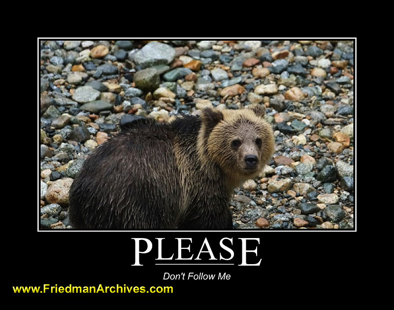 bears,motivational,posters,water,grizzly,grizzley,