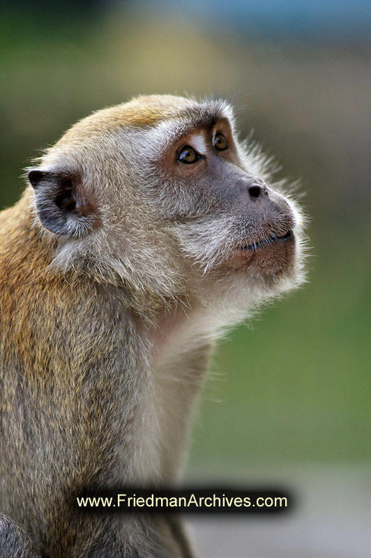 monkey,portrait,green,