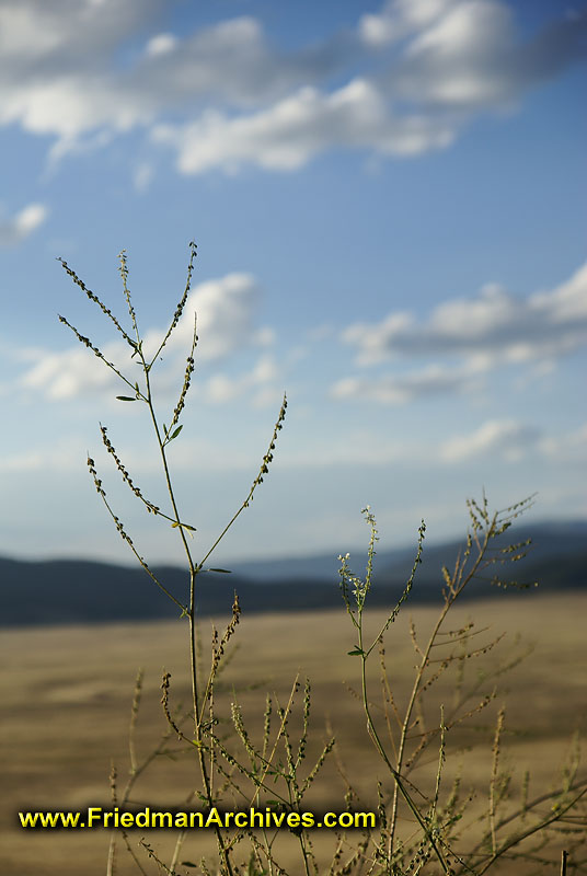 plants,vegetation,tumbleweeds,sky,clouds,blue,depth-of-field