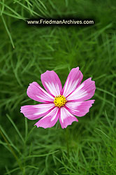 Purple Flower Green Grass