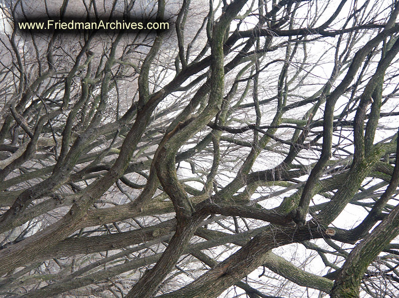 Central Park Tree Branches PICT5034