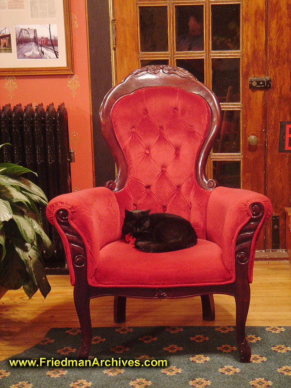 Cat in red chair