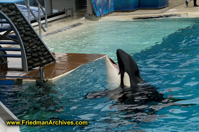 Shamu 1