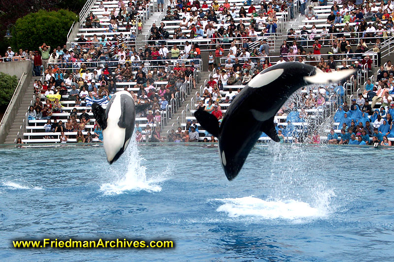 2 Whales doing Flips