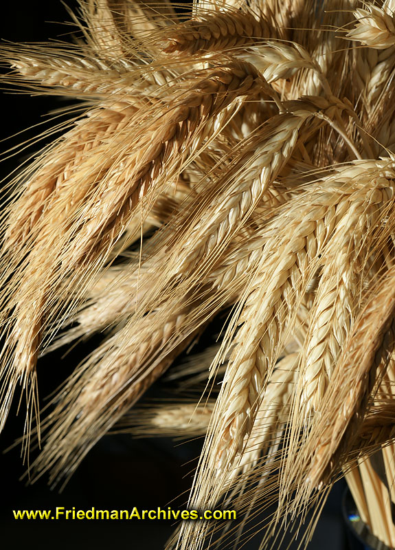 nature,grain,health,food,harvest,wheat,macro,black,
