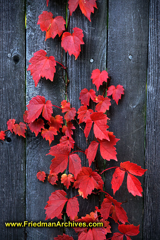 Autumn Leaves on Grey Wood