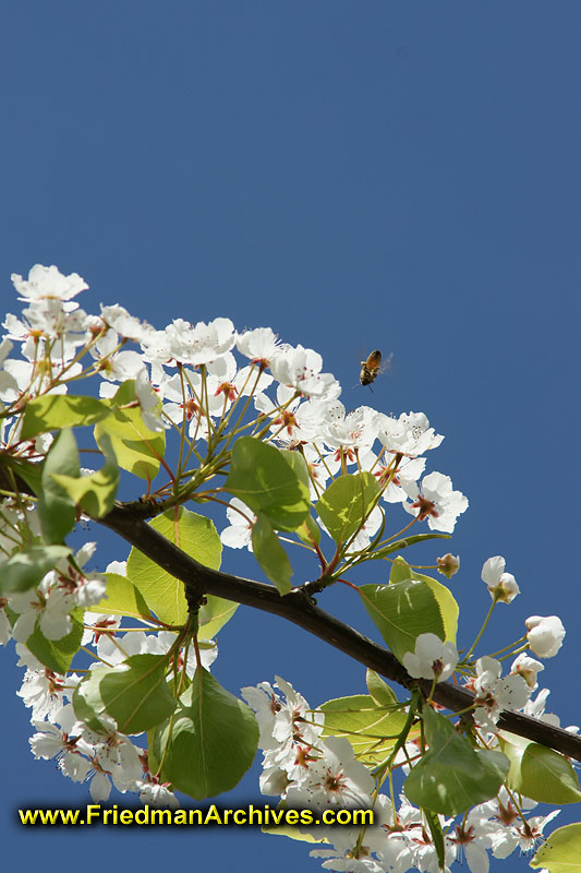 flower,nature,tree,branch,pretty,colorful,spring,bloom,leaf,white,focus,birds,bees,pollination,