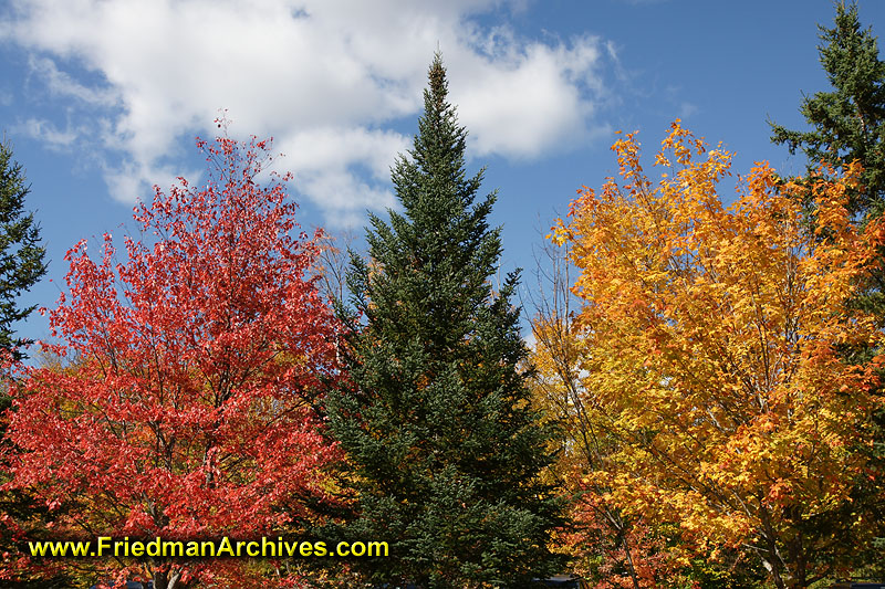 fall,leaves,color,orange,sky,green,yellow,blue,sky,autumn,