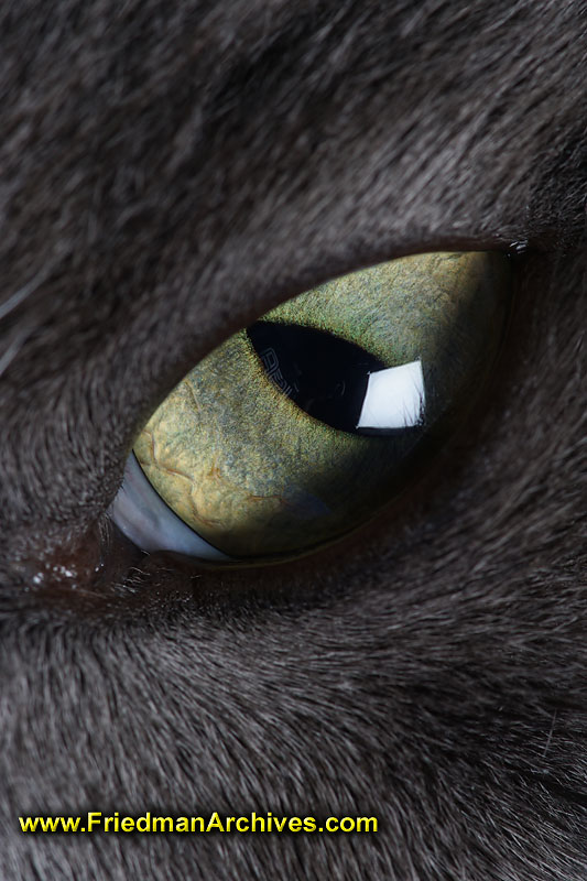 eye,close-up,macro,wireless flash,pupil,green,