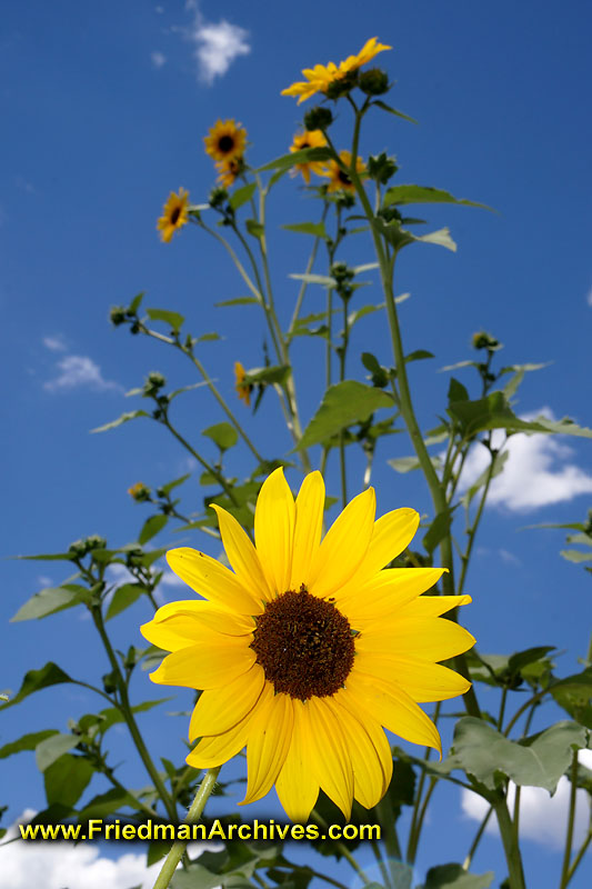 nature,sky,blue,yellow,sunflower,flash,close-up,vibrant,flower,leaves,rule of thirds,