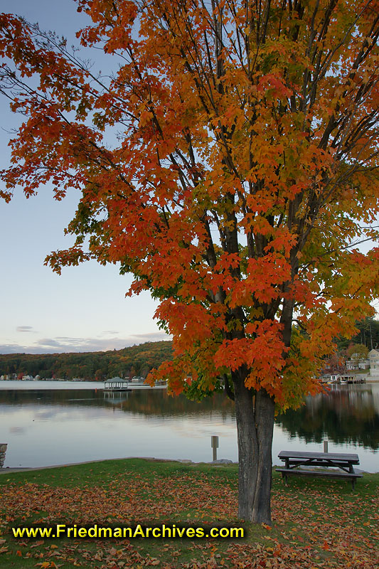 autumn,tree,fall,orange,leaves,lake,colors,