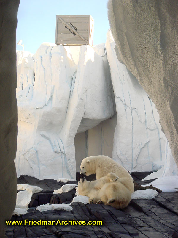 Polar Bears Playing