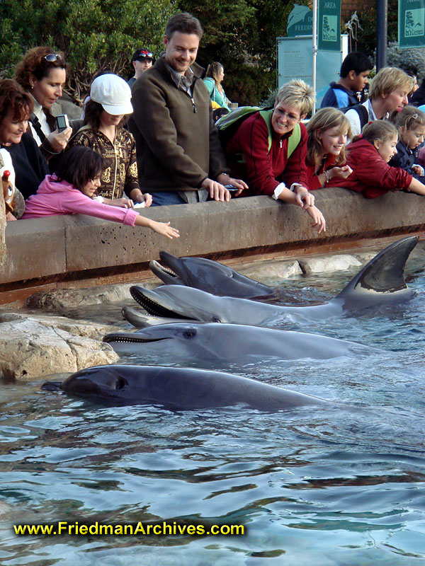 Interactive Dolphin Exhibit