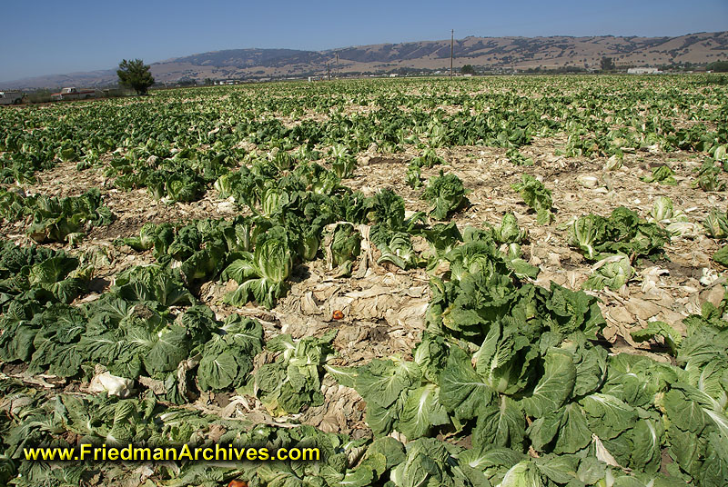 water,conservation,draught,drought,crops,dry,dying,cabbage,fields,farming,agriculture,irrigation,fallow,