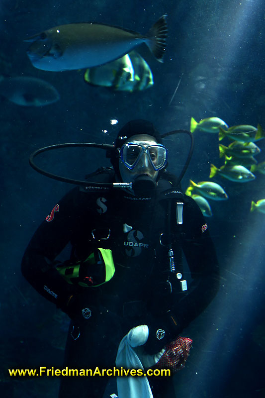 marine,ocean,fish,diving,scuba,hobby,recreation,leisure,wet suit,mask,diver,