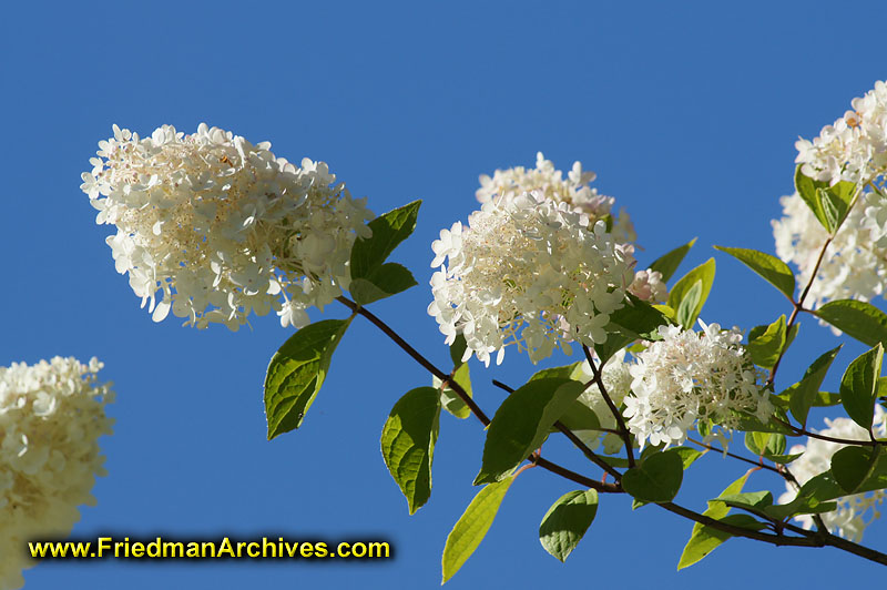 White,flowers,blue,sky,