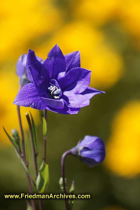 purple,yellow,flowers,macro,