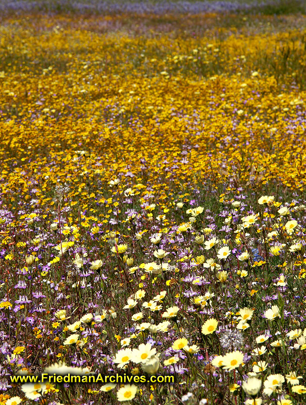 Field of Flowers