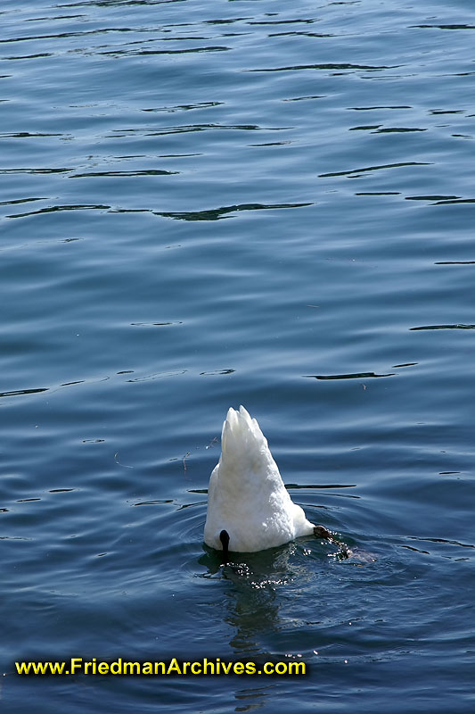 Duck Butt