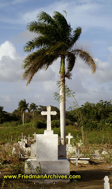 Graveyard and Palm