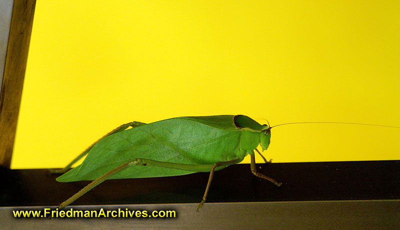 Leaf Bug