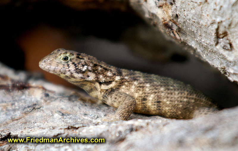 Lizard in Tree