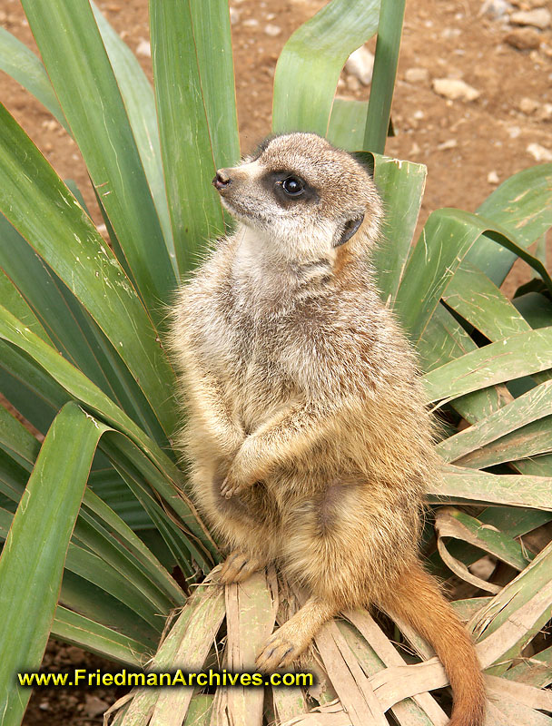 Meerkat