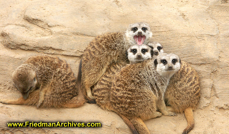 Meerkats