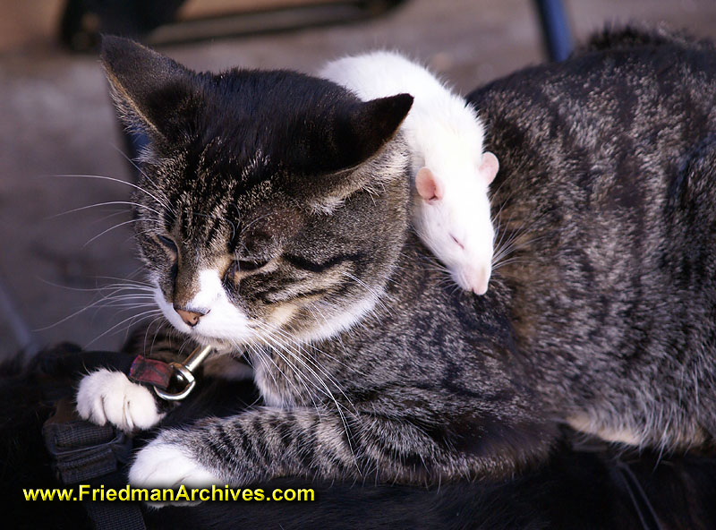 Mouse on Cat