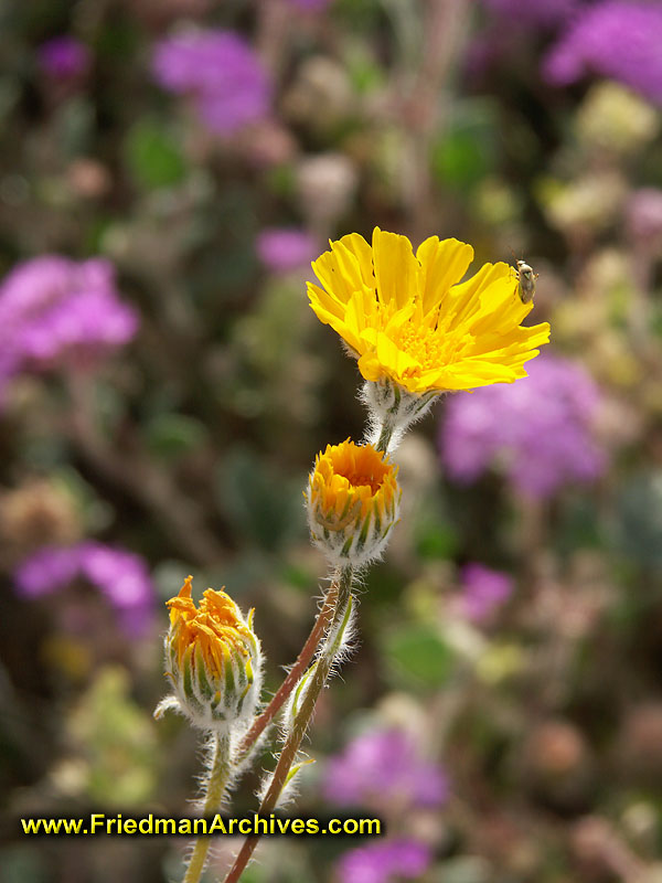 Flower with Bee