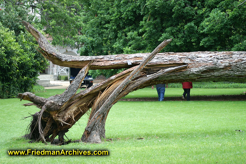 Fallen Tree