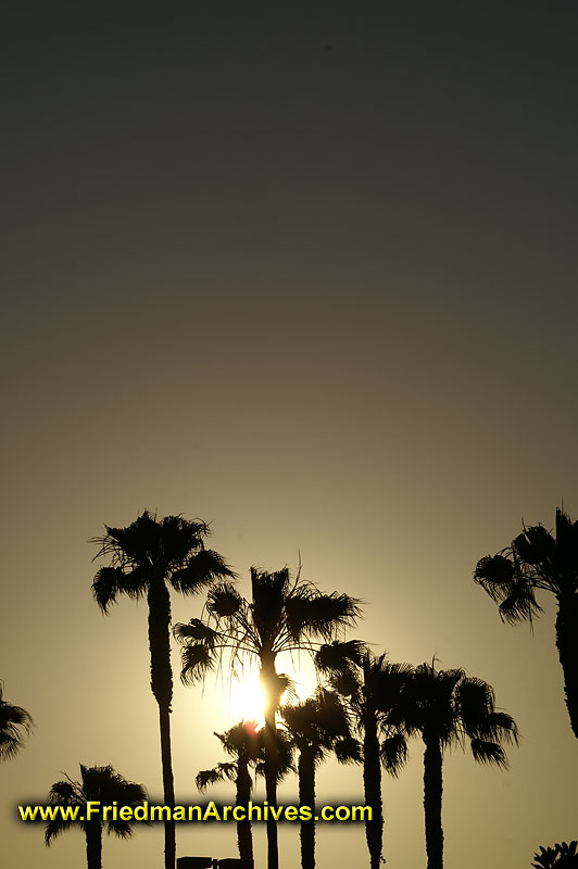 Palm Trees at Sunset - Vertical