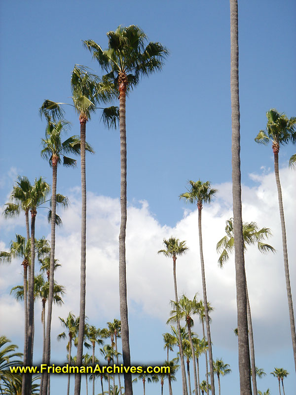 Palm Trees