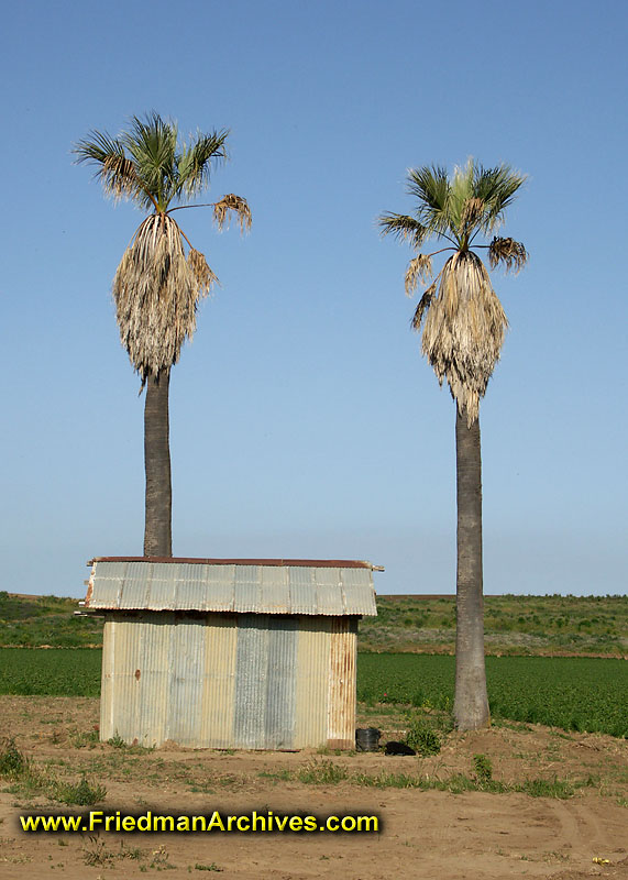 Two Palms and a Shack