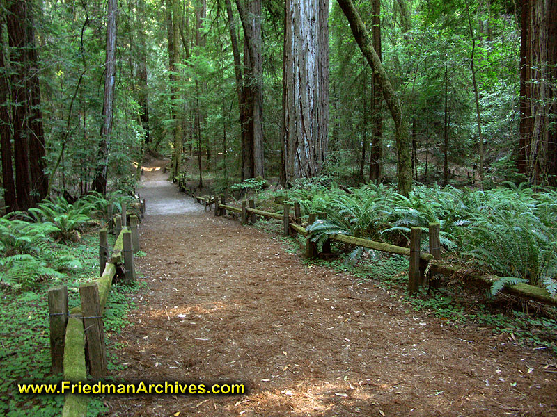 Path in the Forest