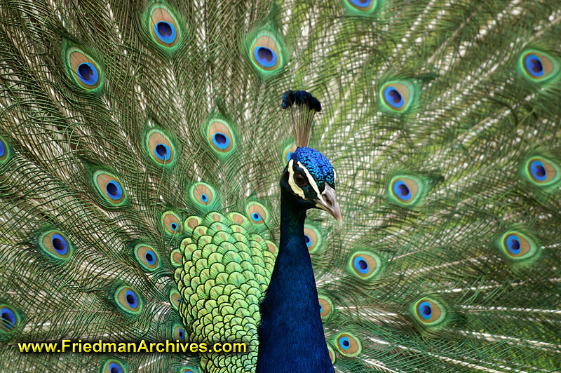 Peacock 1