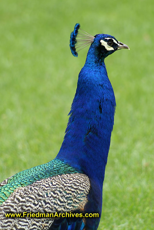 Peacock 3