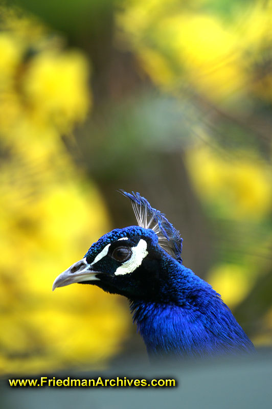 Peacock 6 yellow background