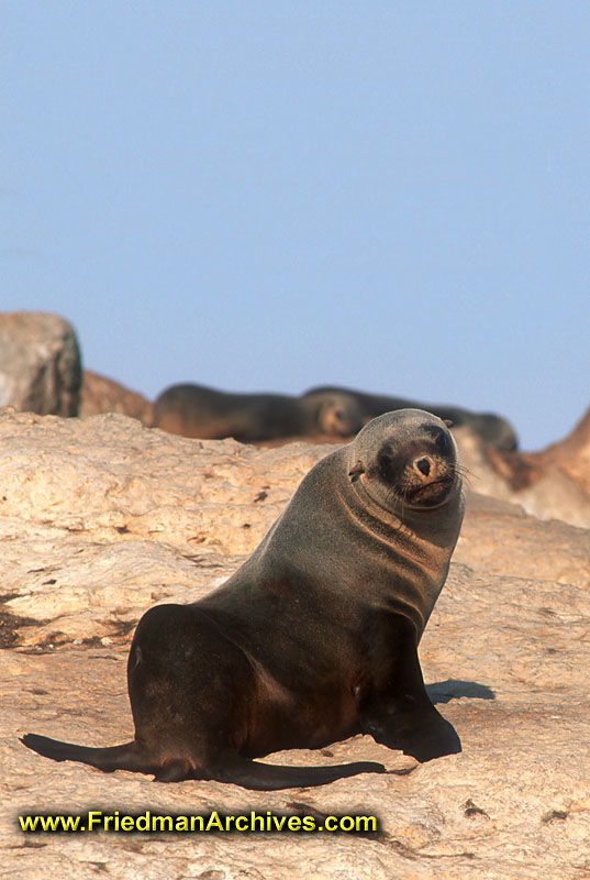 Seal Closeup