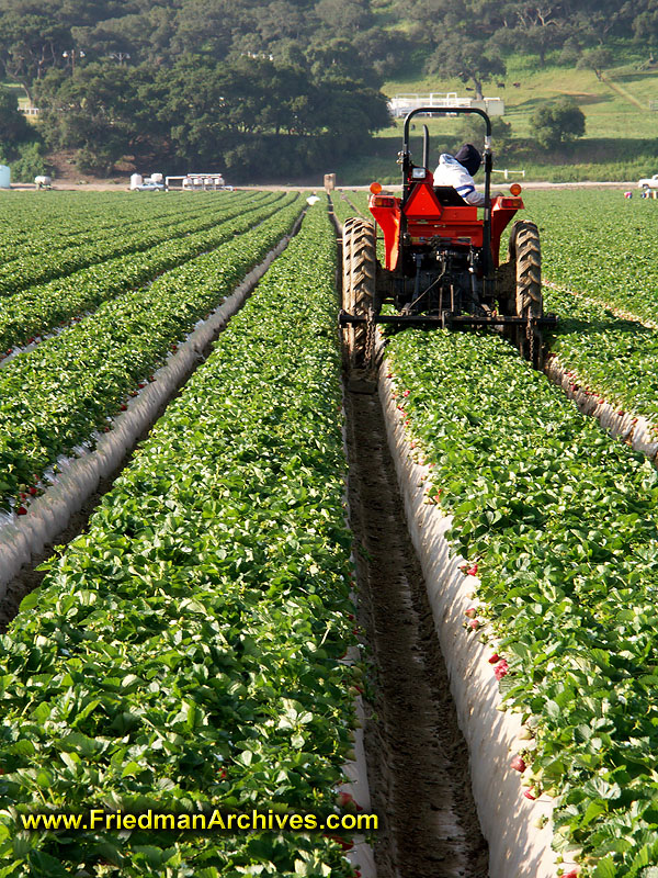 Tractor on Crops