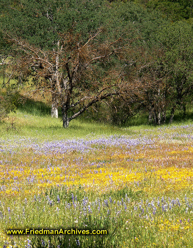 Field of Flowers 2