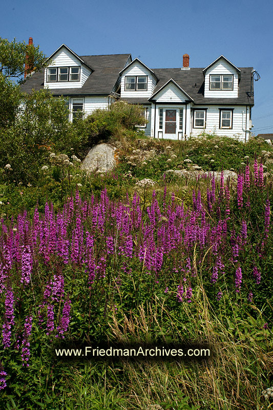 landscape,scenic,postcard,purple,flowers,country,village,seaside,