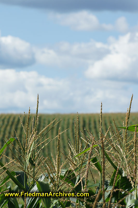 Field,crops,corn,rows,hill,scenic,