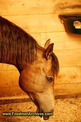 Horse Head DSC05489