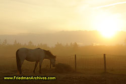 Horse Pasture and Fog Brier Island DSC01931