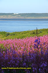 Purple Pink and Green Flowers and Water DSC07237