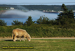 Sheep and Fog DSC07219