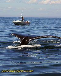 Whale Tail and Boat darker DSC07734